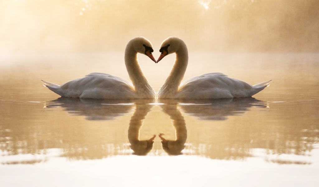 Fondo de pantalla Loving Swans 1024x600