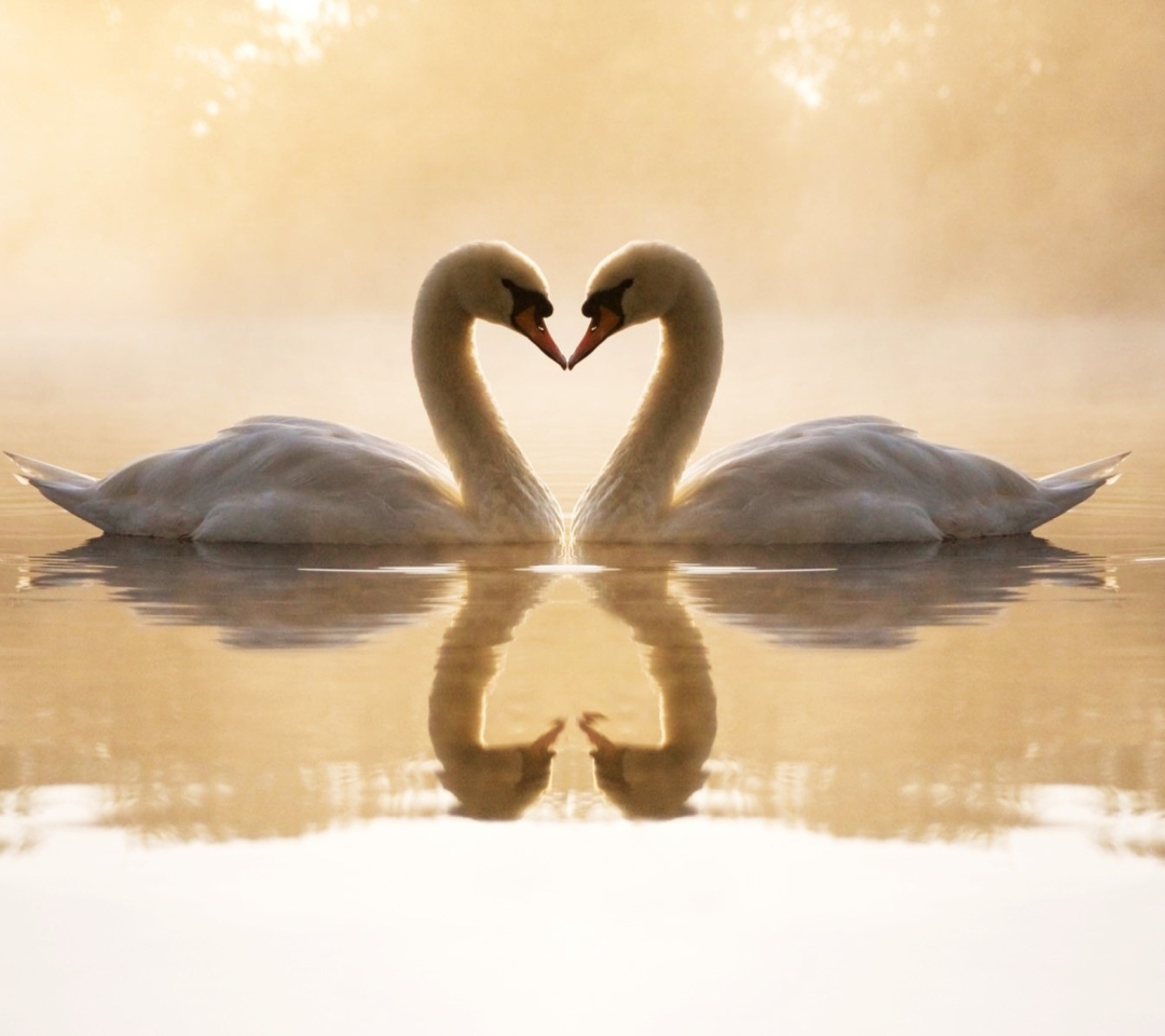 Loving Swans wallpaper 1080x960