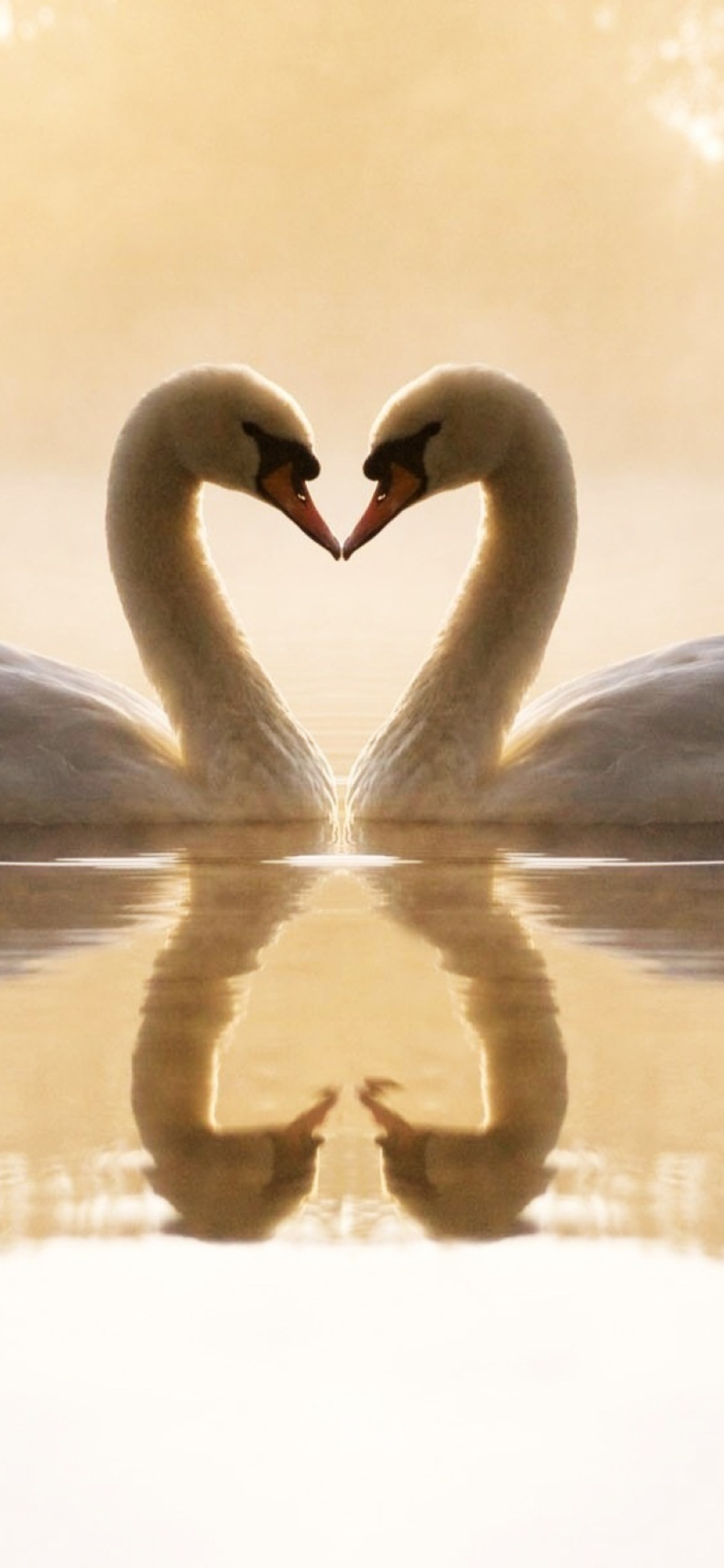 Fondo de pantalla Loving Swans 1170x2532