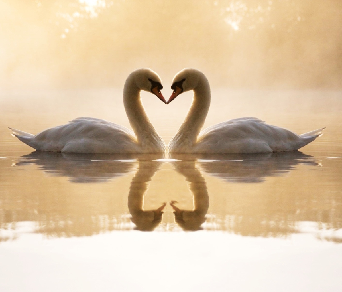 Sfondi Loving Swans 1200x1024