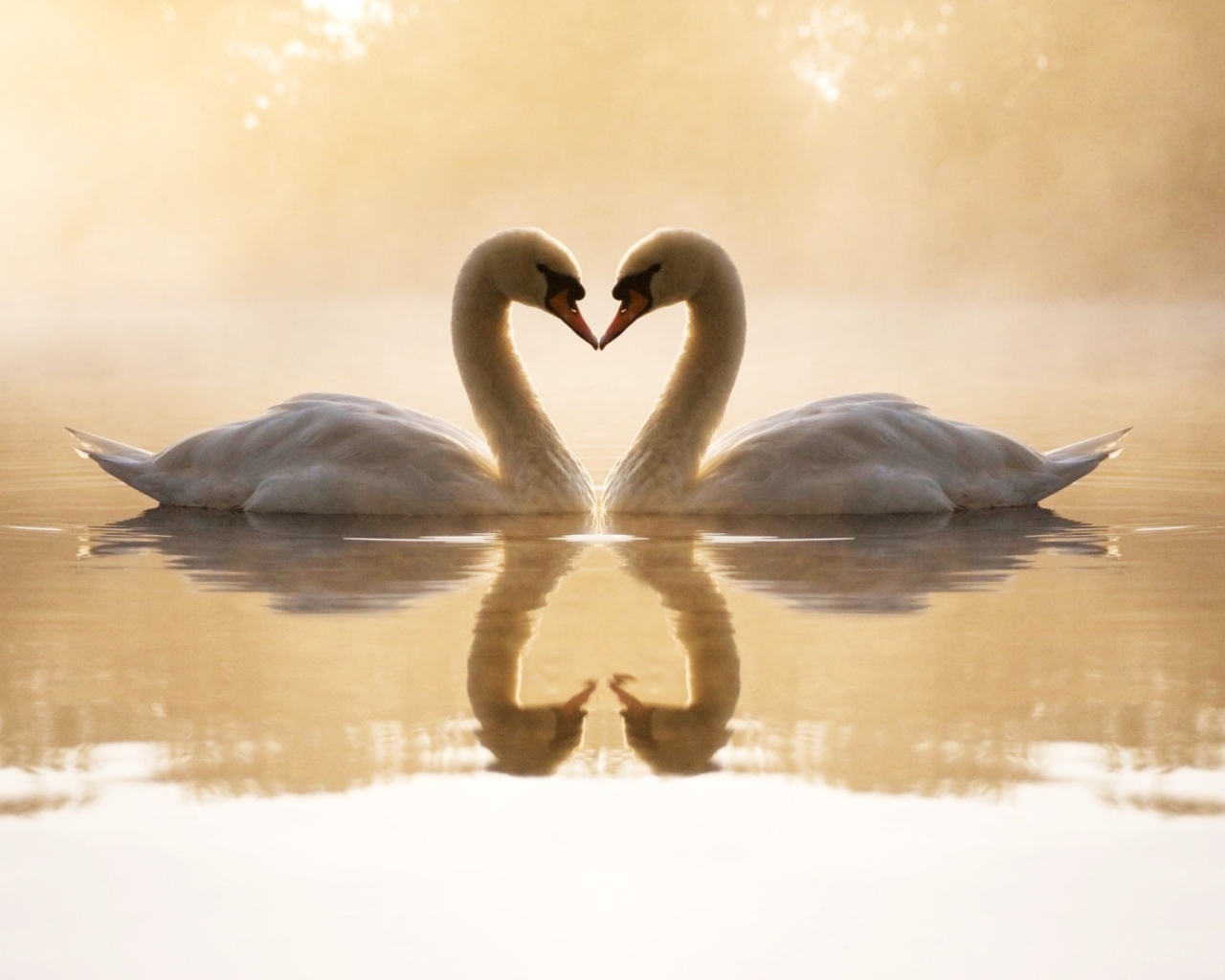 Loving Swans wallpaper 1280x1024