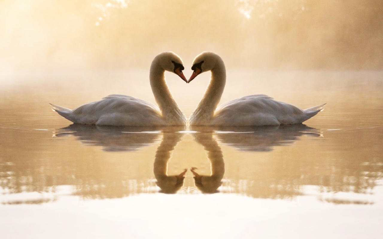 Loving Swans wallpaper 1280x800