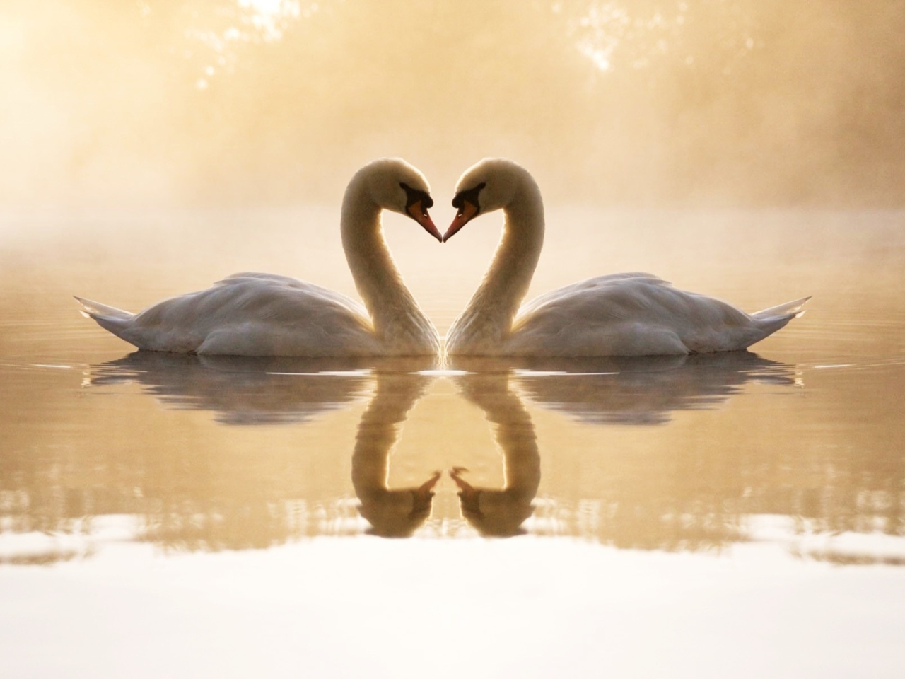 Loving Swans wallpaper 1280x960