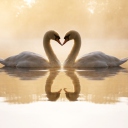 Das Loving Swans Wallpaper 128x128