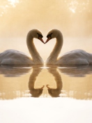Loving Swans wallpaper 132x176