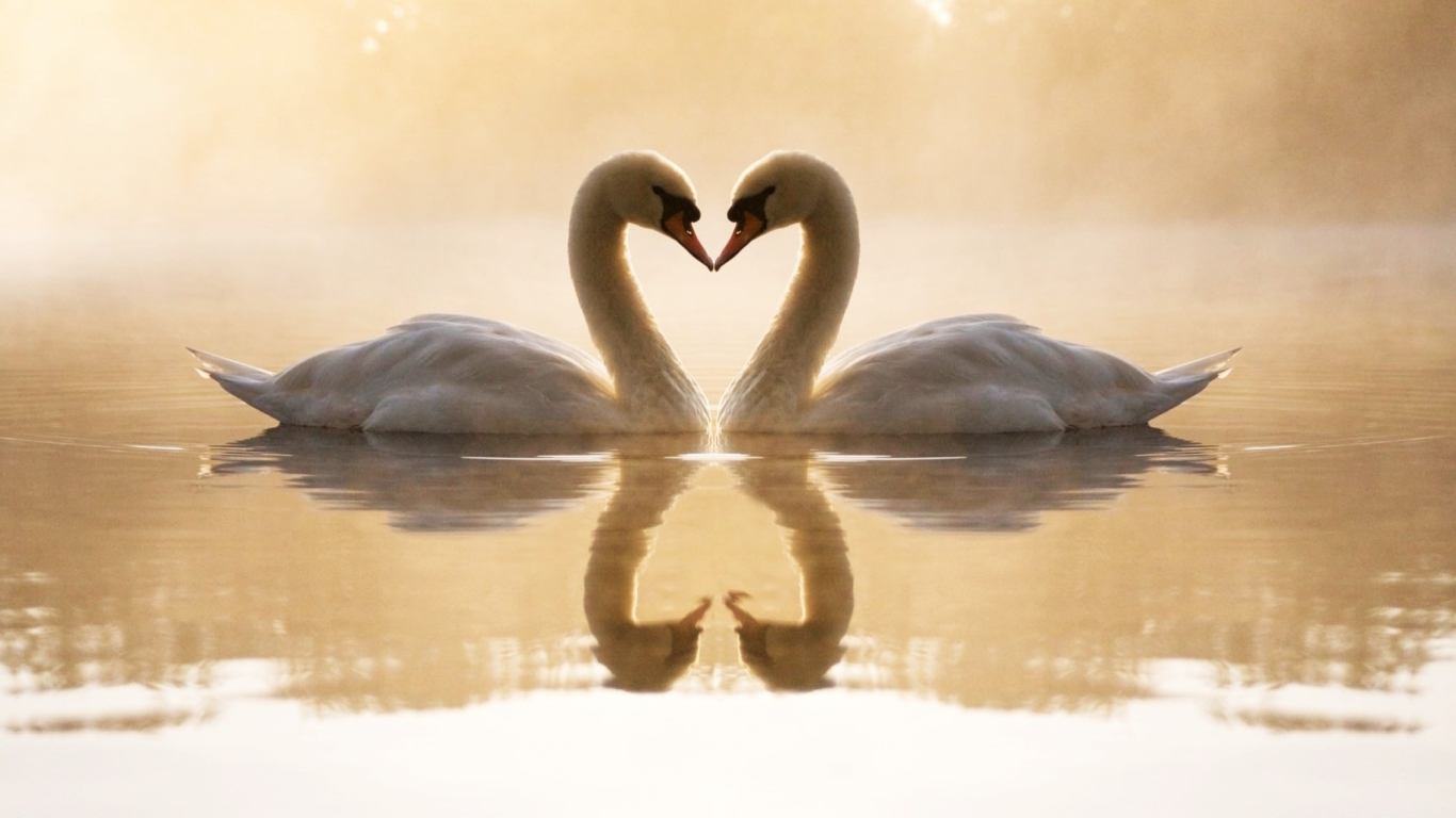 Sfondi Loving Swans 1366x768