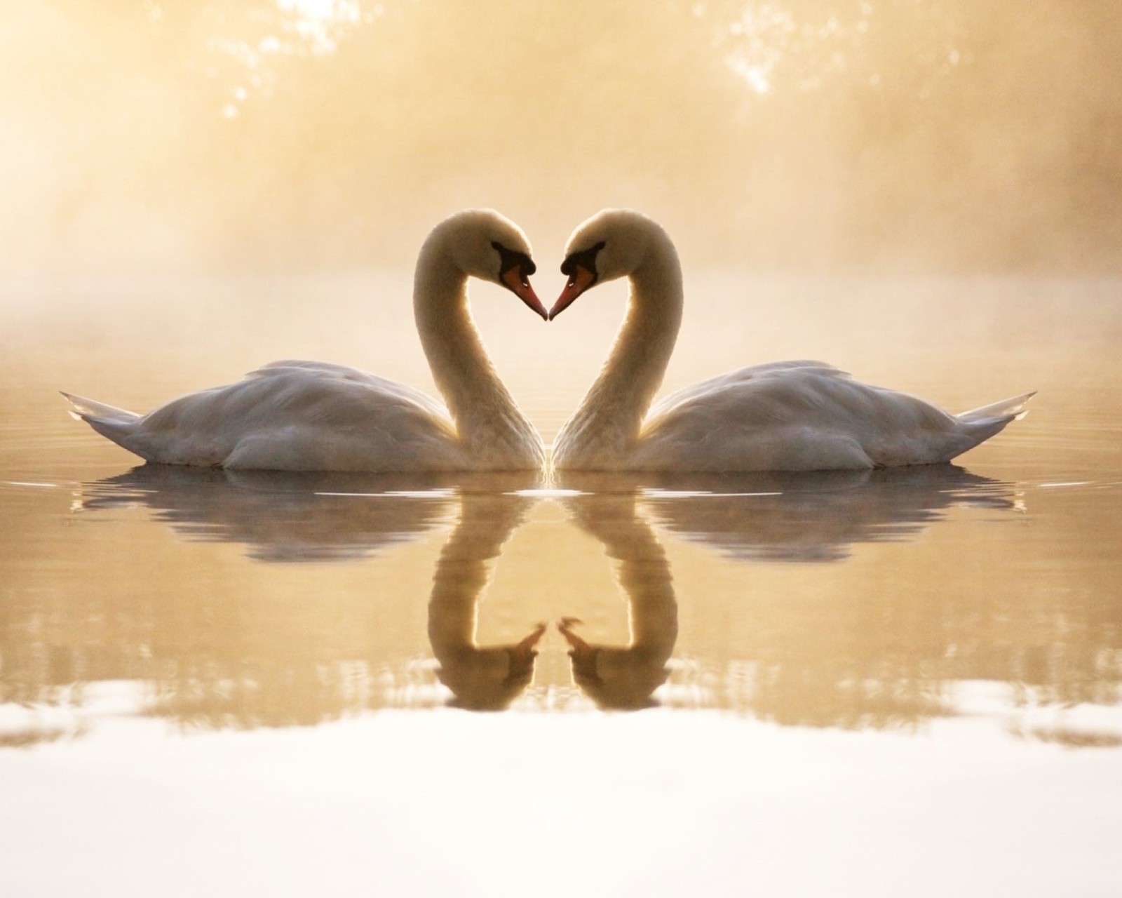 Sfondi Loving Swans 1600x1280