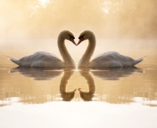 Das Loving Swans Wallpaper 176x144