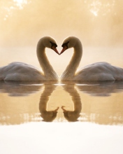 Loving Swans wallpaper 176x220