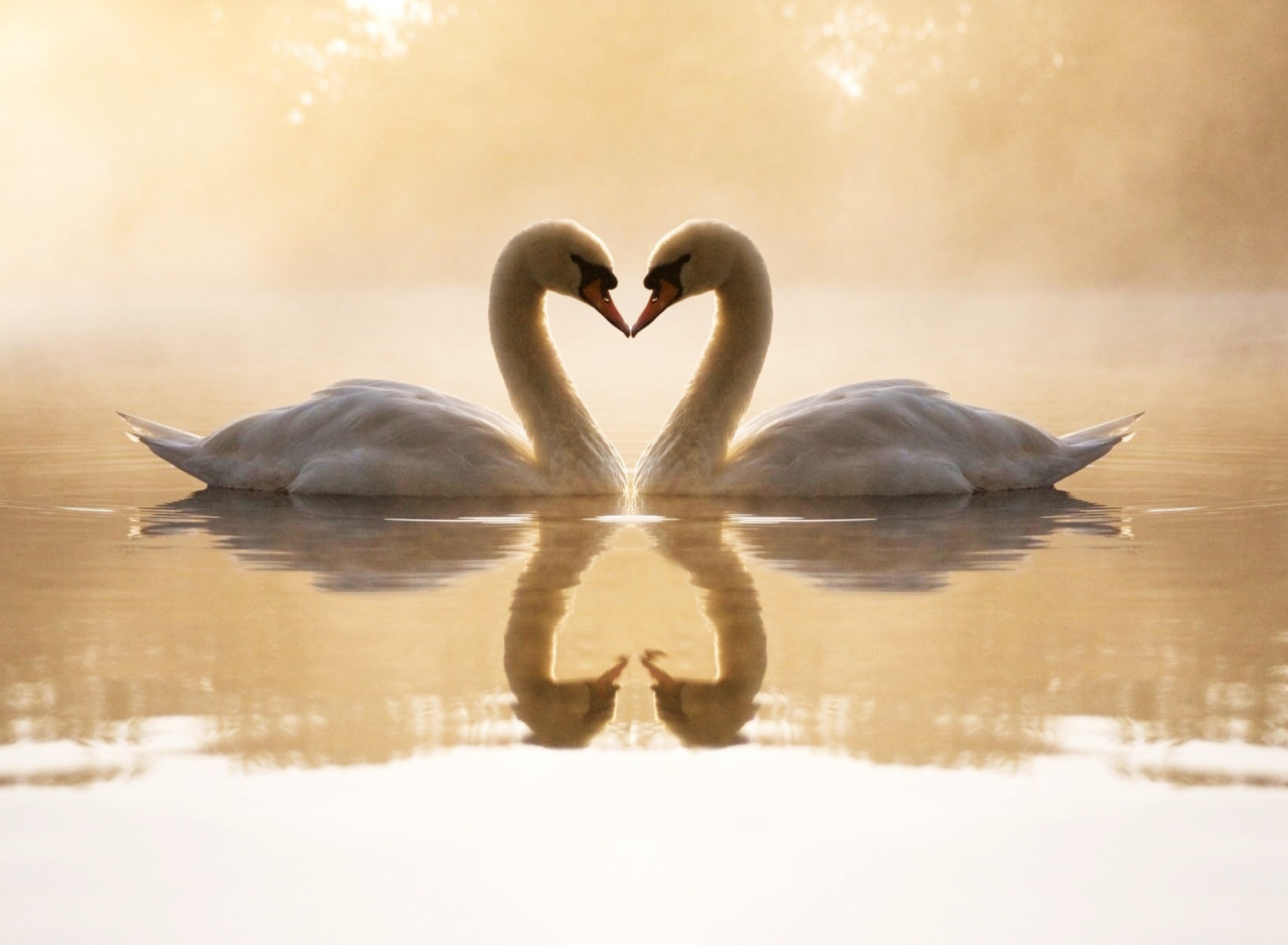Sfondi Loving Swans 1920x1408