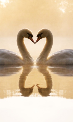 Loving Swans wallpaper 240x400