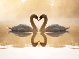 Loving Swans wallpaper 320x240