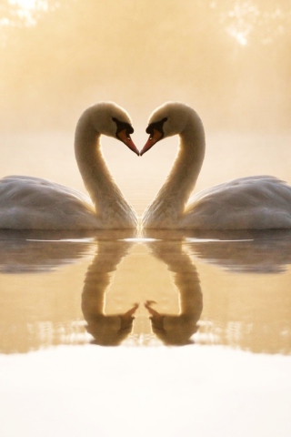Loving Swans wallpaper 320x480