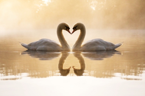 Fondo de pantalla Loving Swans 480x320