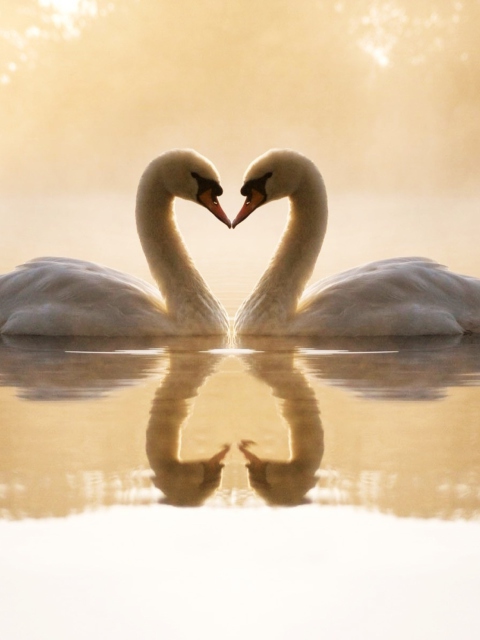 Fondo de pantalla Loving Swans 480x640