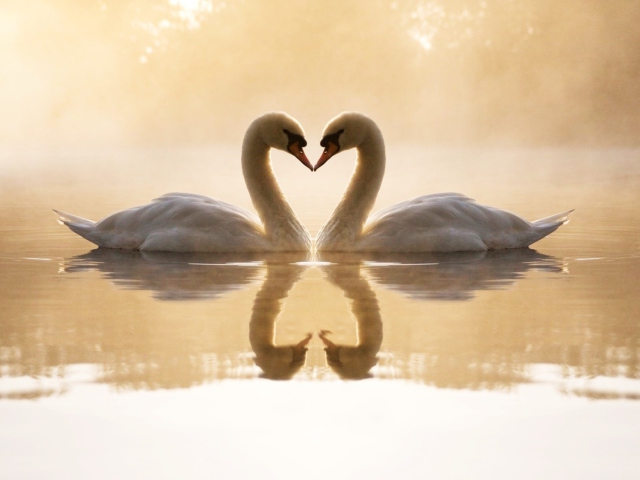 Loving Swans wallpaper 640x480