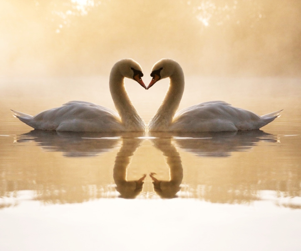 Loving Swans wallpaper 960x800