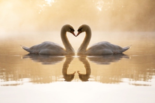 Loving Swans Wallpaper for Android, iPhone and iPad