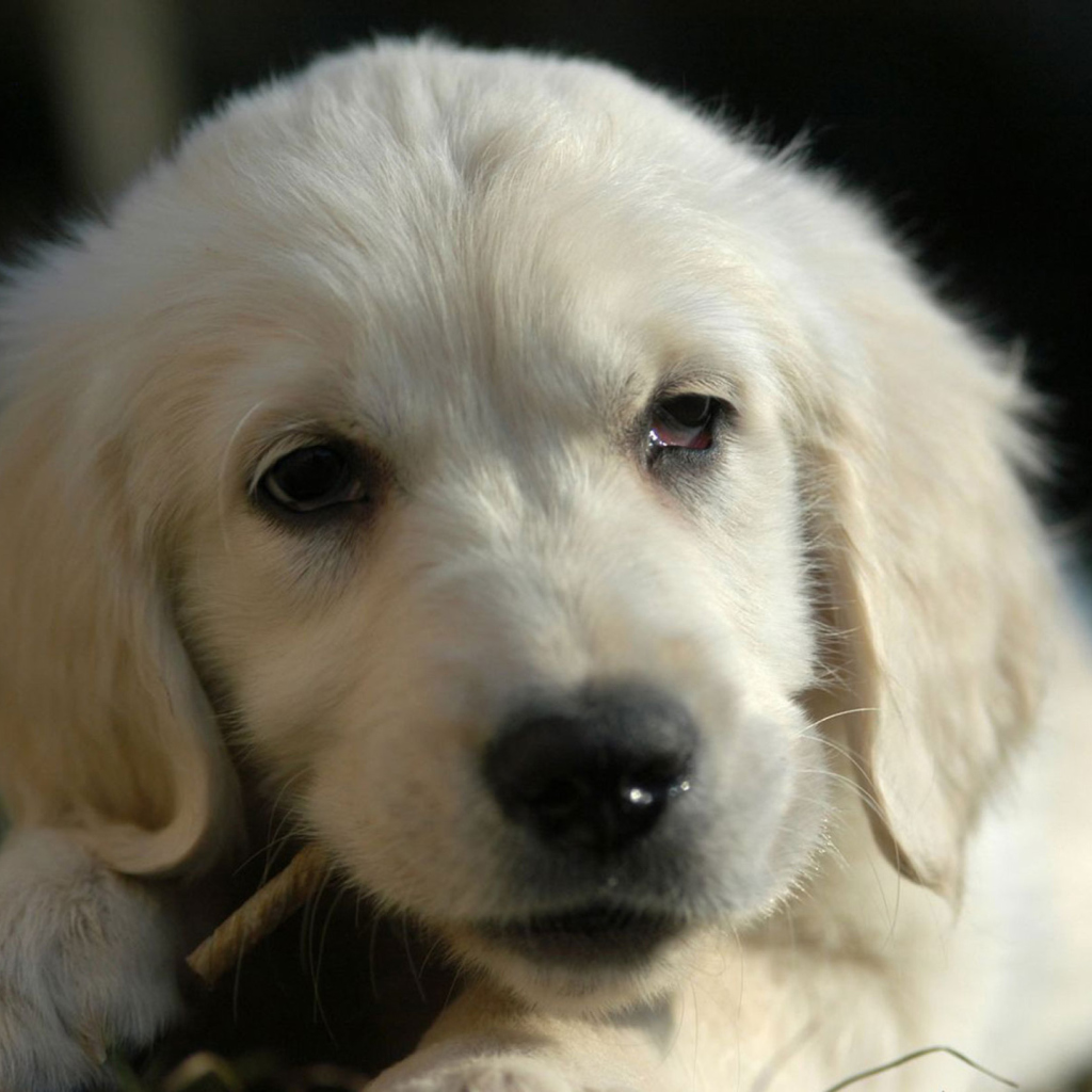 Sfondi White German Shepherd Puppy 1024x1024