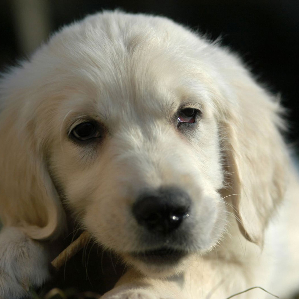 White German Shepherd Puppy wallpaper 1024x1024