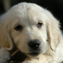 White German Shepherd Puppy screenshot #1 128x128