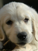 Fondo de pantalla White German Shepherd Puppy 132x176