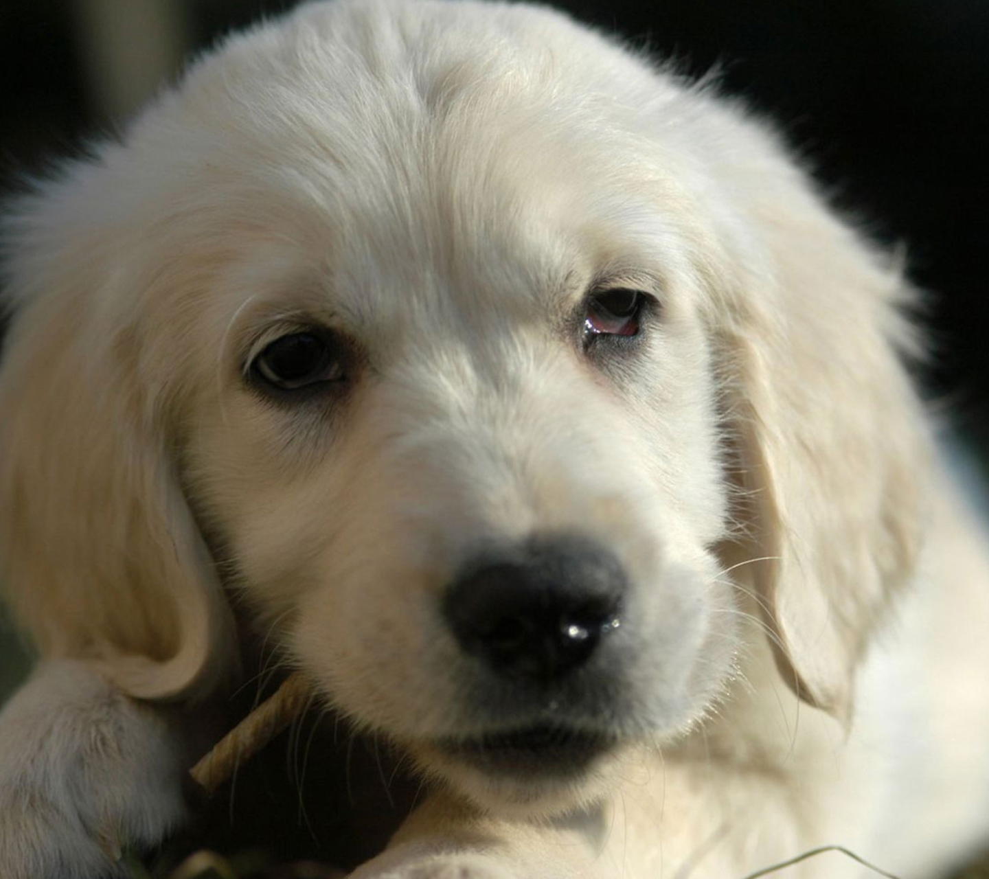 Fondo de pantalla White German Shepherd Puppy 1440x1280