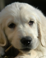 Fondo de pantalla White German Shepherd Puppy 176x220