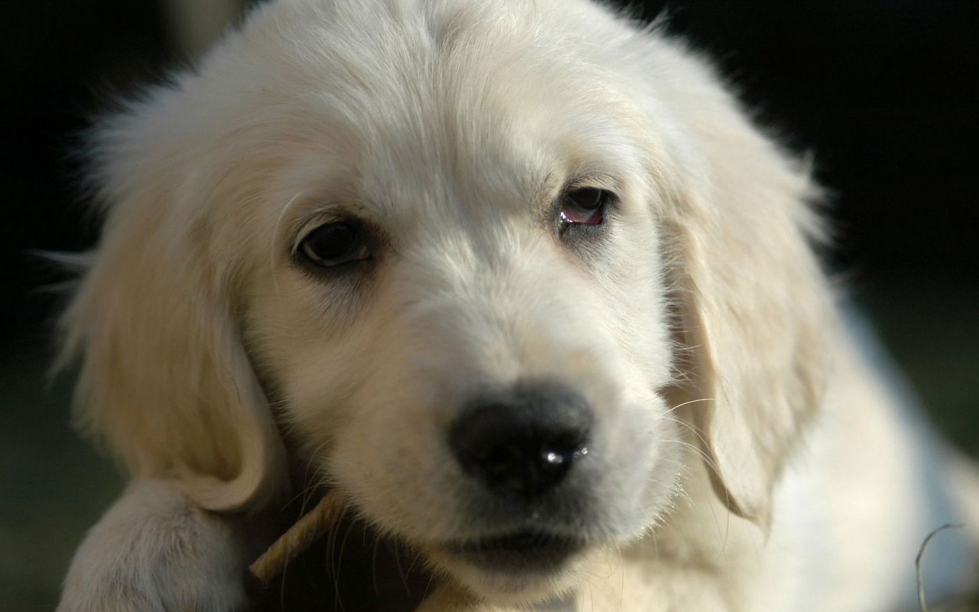 White German Shepherd Puppy wallpaper 1920x1200