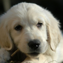 White German Shepherd Puppy screenshot #1 208x208