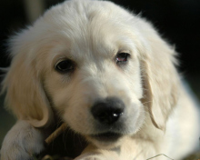 Обои White German Shepherd Puppy 220x176