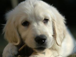 Fondo de pantalla White German Shepherd Puppy 320x240