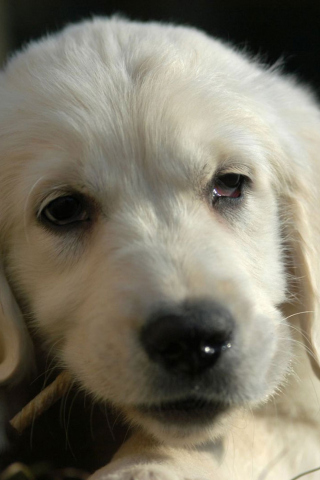 Fondo de pantalla White German Shepherd Puppy 320x480