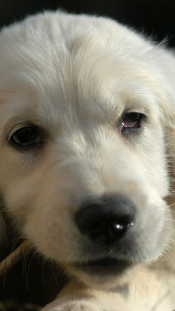Screenshot №1 pro téma White German Shepherd Puppy 360x640