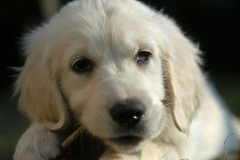 Fondo de pantalla White German Shepherd Puppy 480x320