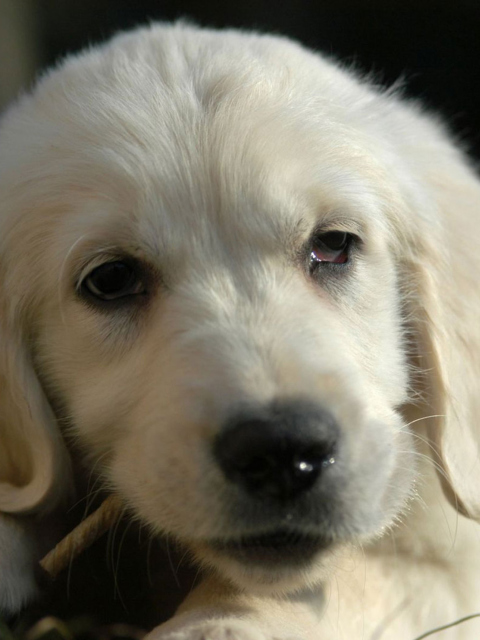 Fondo de pantalla White German Shepherd Puppy 480x640