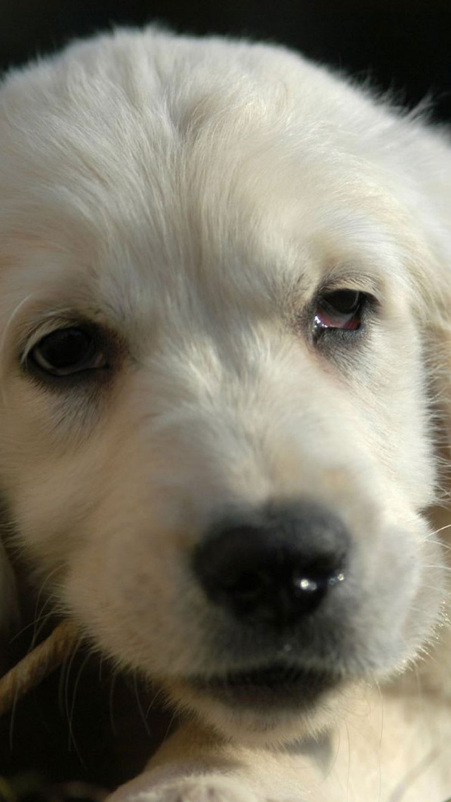 Sfondi White German Shepherd Puppy 640x1136