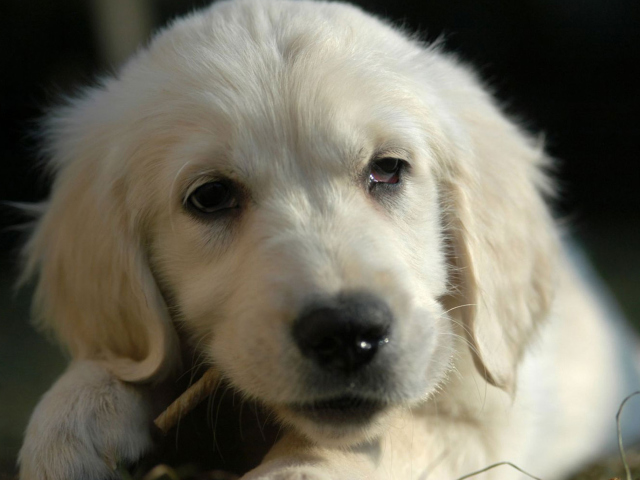 Обои White German Shepherd Puppy 640x480