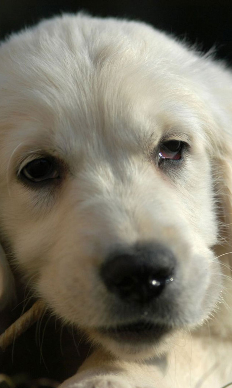 White German Shepherd Puppy screenshot #1 768x1280