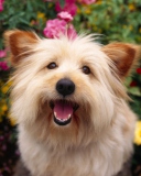 Cairn Terrier Dog wallpaper 128x160