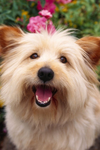 Fondo de pantalla Cairn Terrier Dog 320x480
