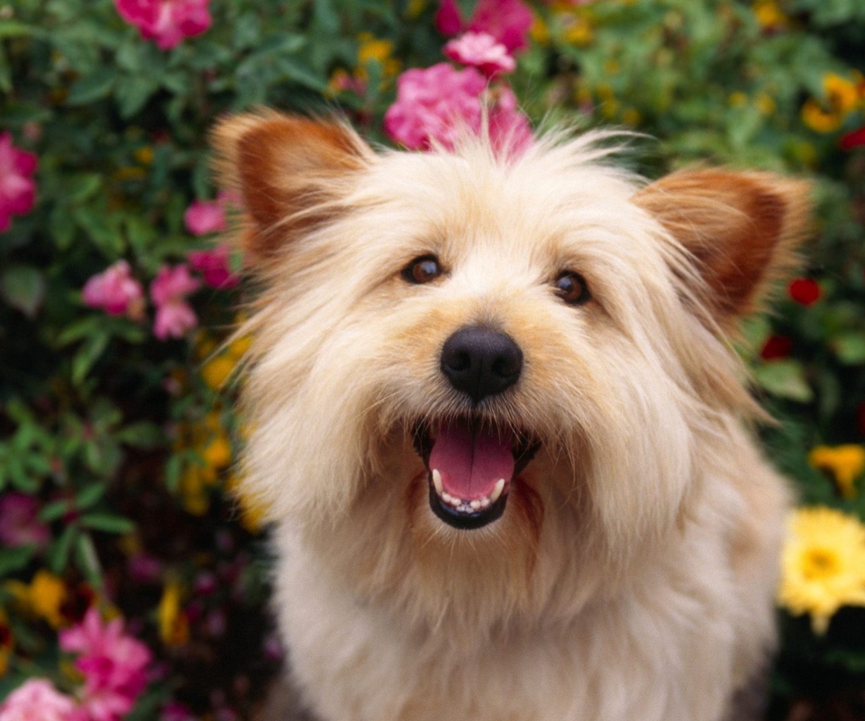 Fondo de pantalla Cairn Terrier Dog 960x800