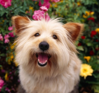 Kostenloses Cairn Terrier Dog Wallpaper für iPad 2