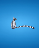 Screenshot №1 pro téma Lemur On Blue Background 128x160