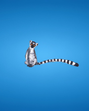 Lemur On Blue Background wallpaper 176x220