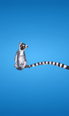 Обои Lemur On Blue Background 240x400