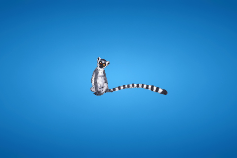 Das Lemur On Blue Background Wallpaper 480x320