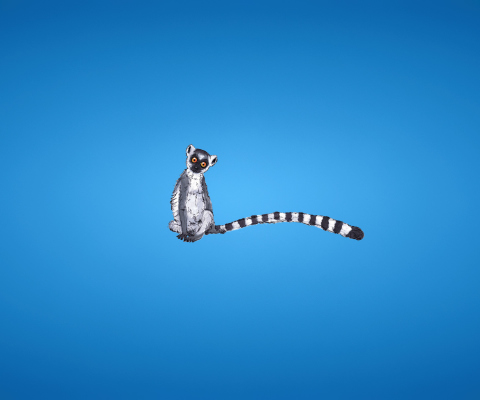 Обои Lemur On Blue Background 480x400