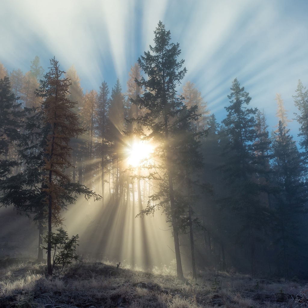 Fondo de pantalla Sunlights in winter forest 1024x1024