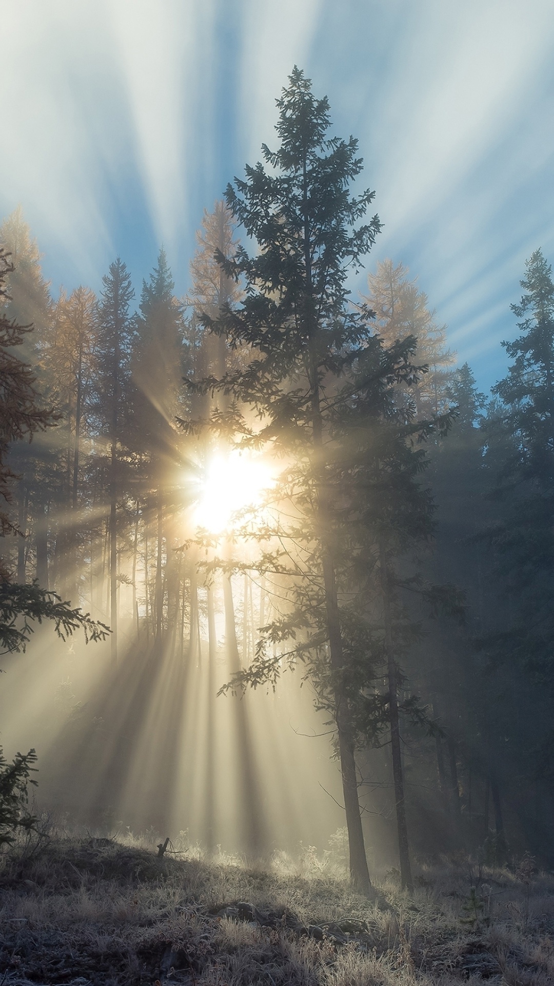 Das Sunlights in winter forest Wallpaper 1080x1920